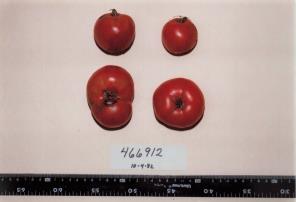 Click for 1 image(s) for this accession. FRUIT
